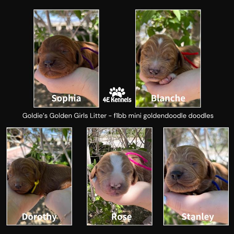 Goldendoodle Breeder Las Vegas Badass Breeder 4E Kennels